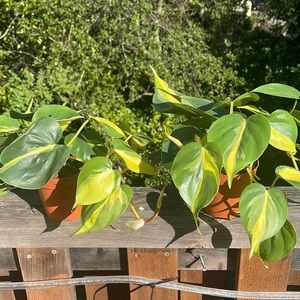 Philodendron Brasil